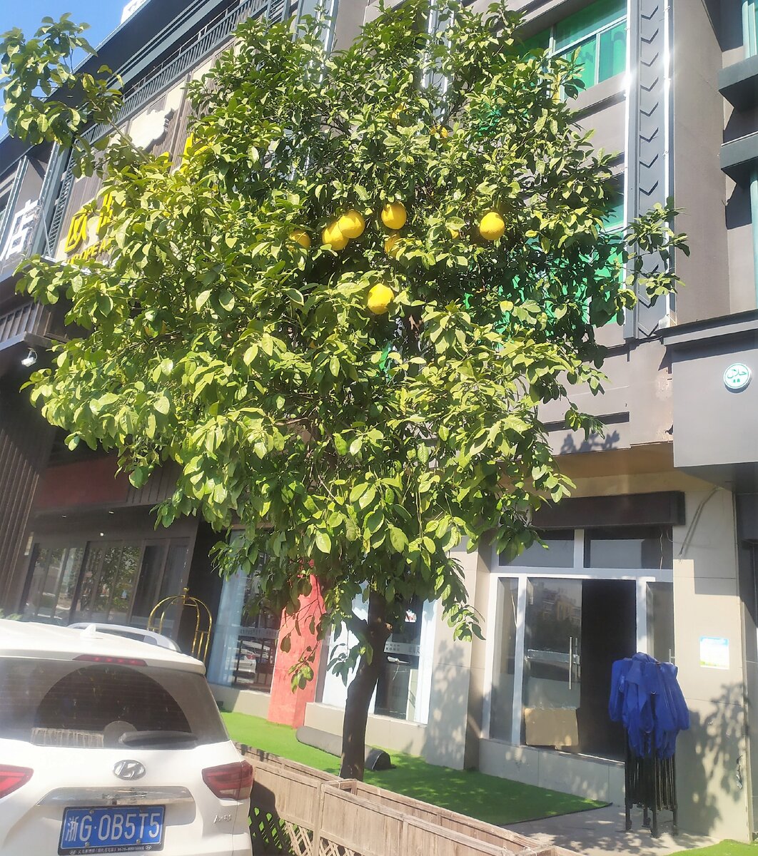 Помело под окнами