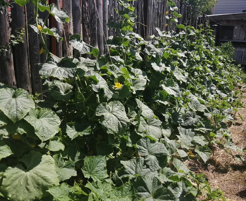 Грядки огурчиков.