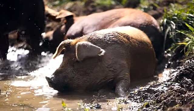 Отечная болезнь поросят: причины, симптомы и лечение | NITA-FARM