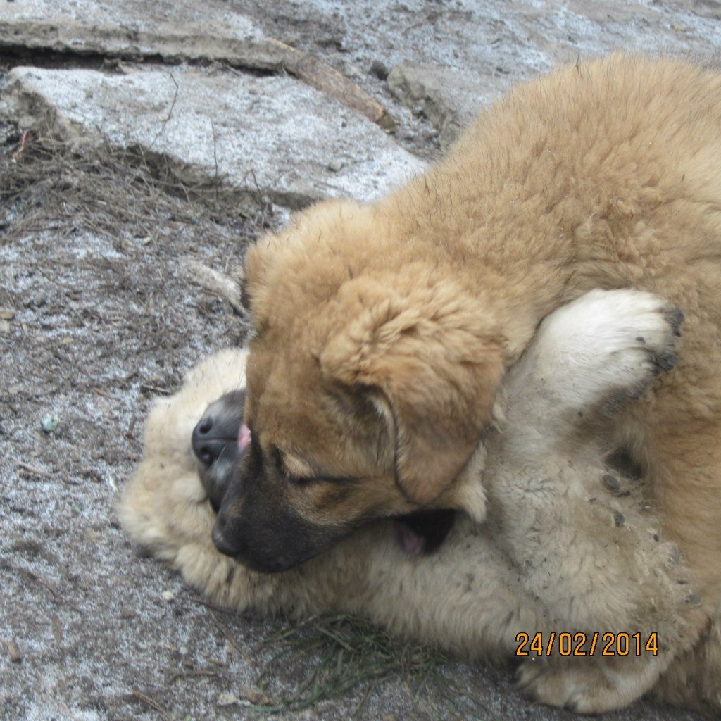 Щенки КО играют (м.Явиры Шамир, о.Зидан Ласковый Зверь)