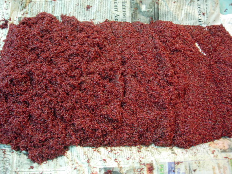 Мотыль представляет собой красную червеобразную личинку комара-дергунца и всех других, находящихся близко к нему по виду. Сам комар безвреден, не кусается. Чаще всего летом комара-дергунца можно увидеть над кромкой камыша на прудах и озерах, как большие стаи комаров, которые, то взмывают, то опускаются вниз. У членистого тела личинки (мотыля), хорошо различимого, с одной стороны которого находится черная головка, а с другой – маленький раздвоенный хвостик.