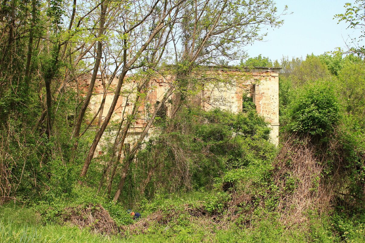 Усадьба Кокораки все больше поглощается лесом