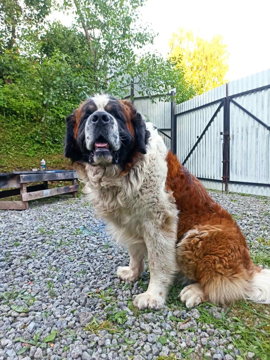 Московская сторожевая 