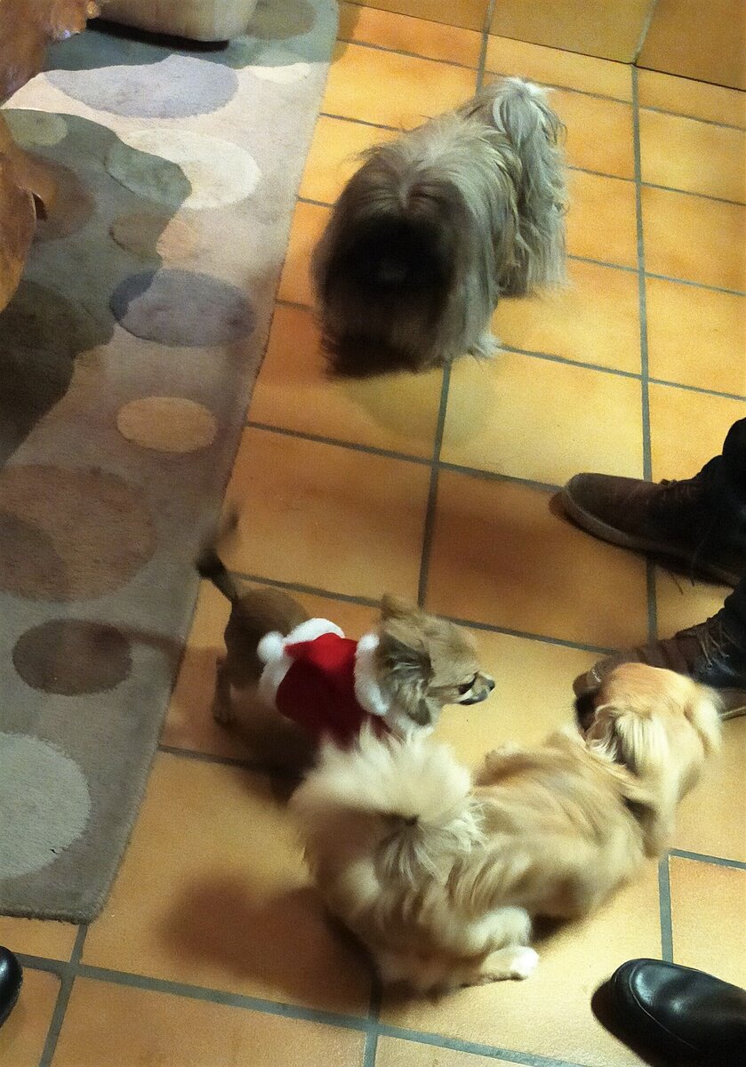 Собачья банда в сборе)))