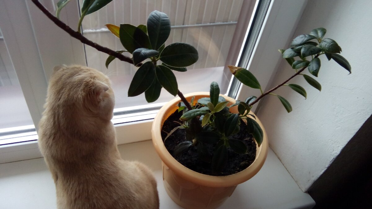 Самый главный мой помощник, шуба любопытная.