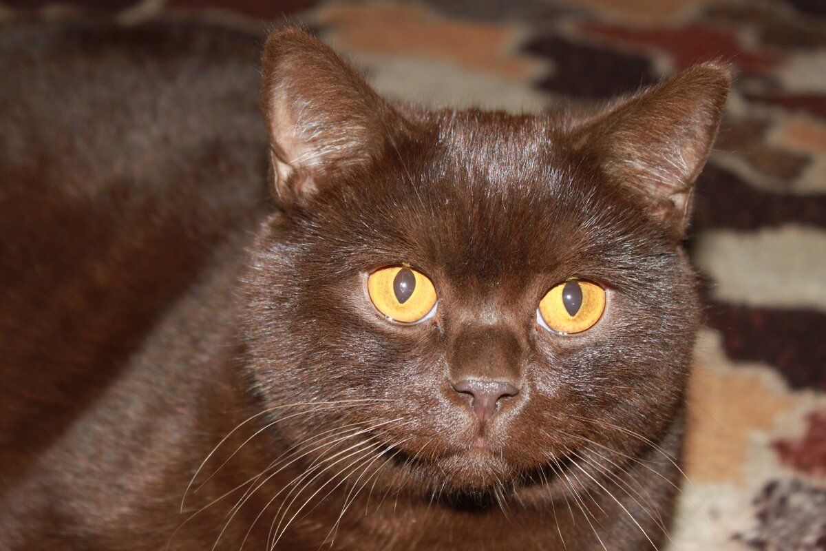 Кот Кирюша