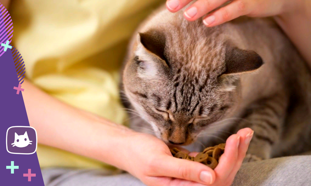 Feed your cat