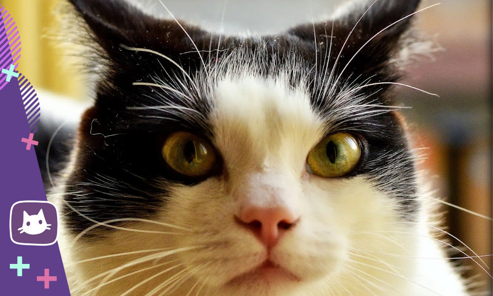 почему кошки отзываются на кис кис. маркиз кис кис. почему кошки отзываются на кис кис. коты и школа мемы. наивный котенок.