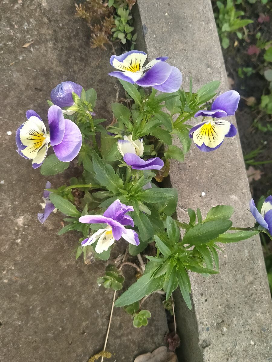 Вот еще потенциальные людоедки - насеялись по всему участку. Мне нравятся...