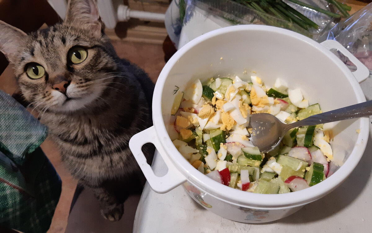 Кузя - главный помощник на кухне!