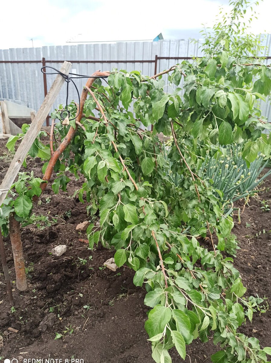 Моя кривая яблонька