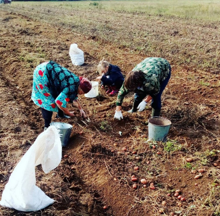 На картошку картинки