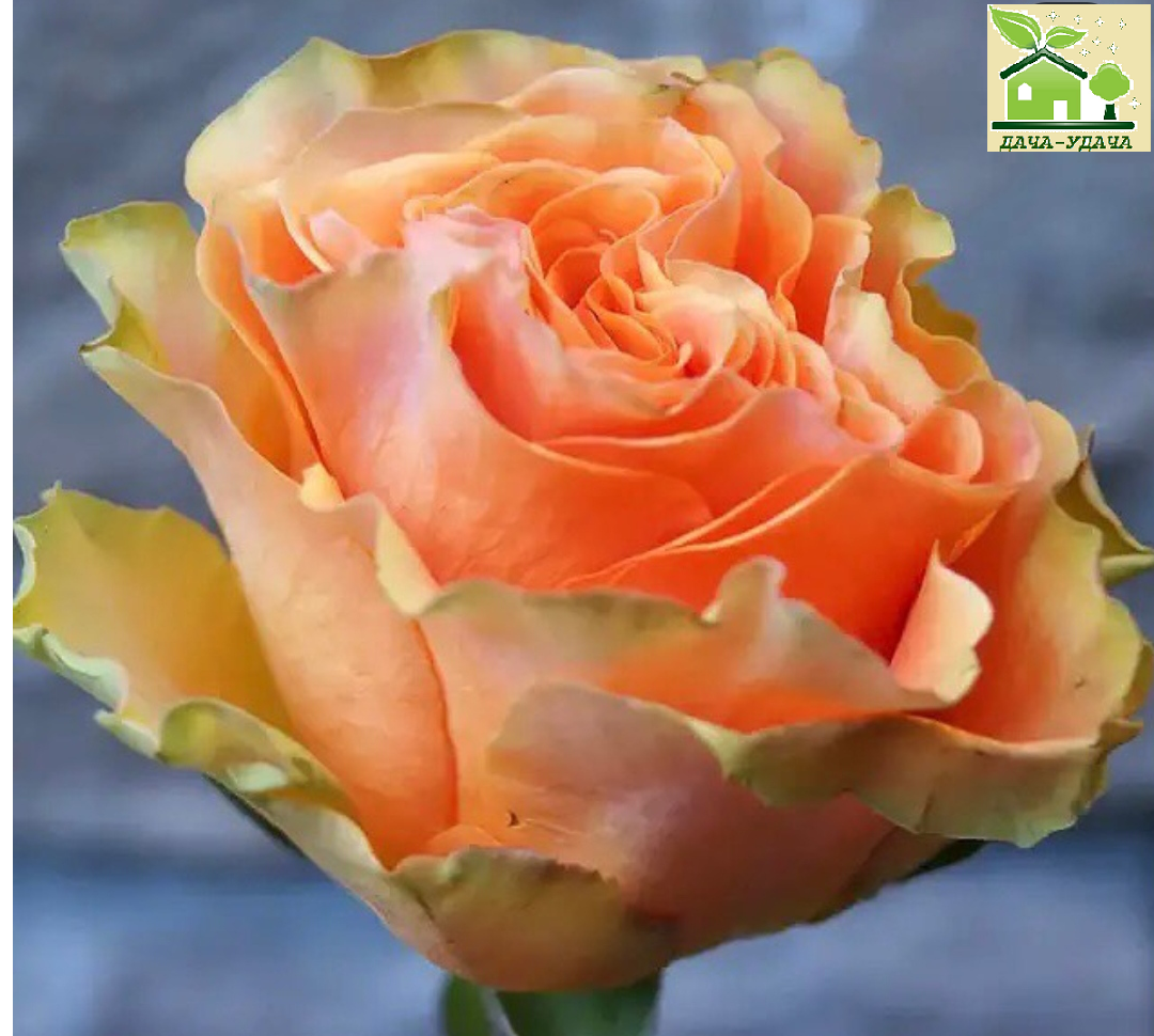 пинк экспрессион роза эквадор