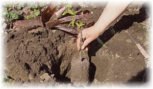 В любом фруктовом саду всегда есть яблоня. Дерево прекрасно уживается на всей территории страны и считается одним из самых лучших по витаминному составу. Но когда лучше сажать яблони - весной или осенью?