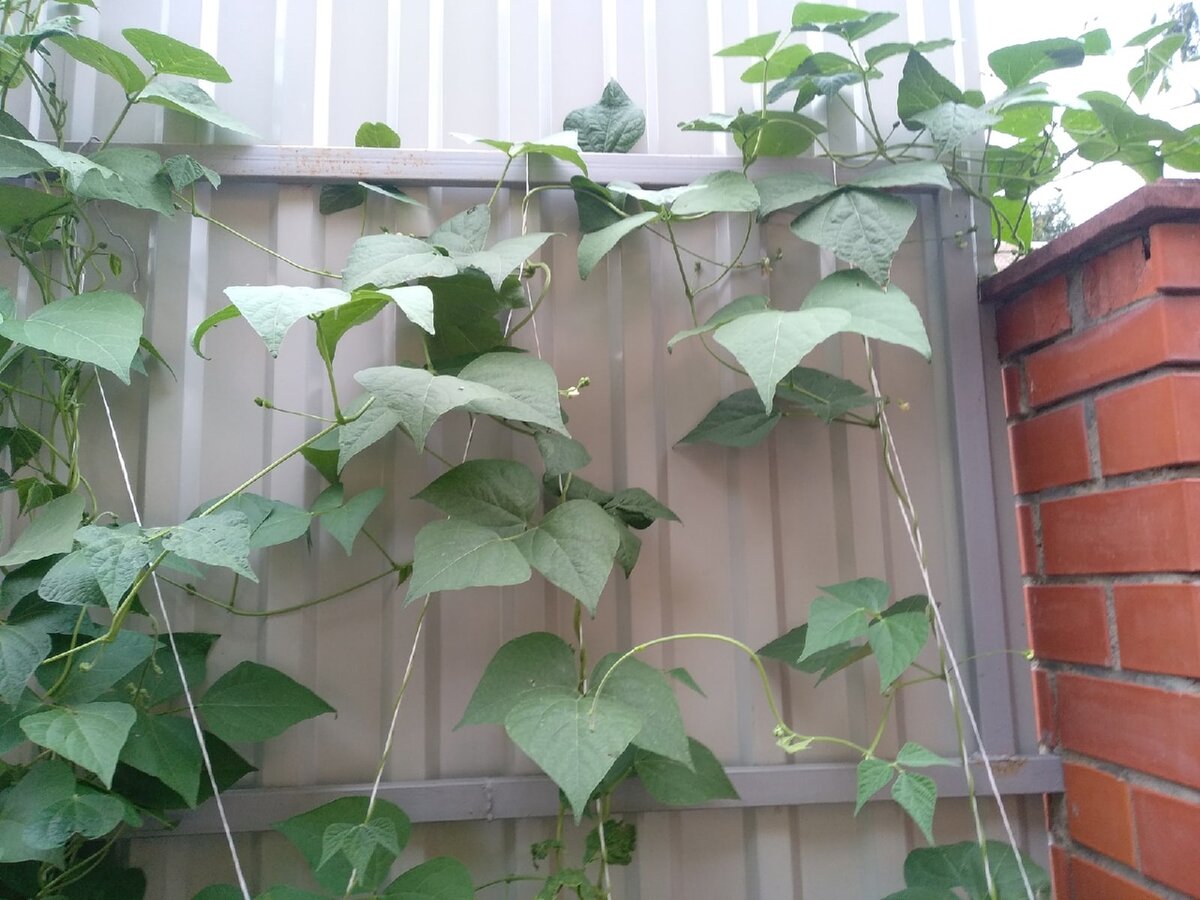 Спаржевая фасоль на шпалере