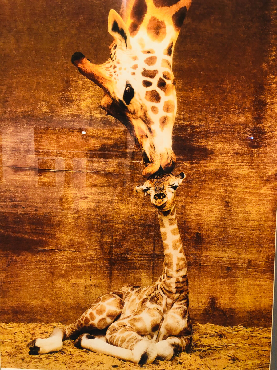 Автор фото легендарный Стас Намин. На днях запечатлела эту работу в музее. Фото фотографии (пардон за каламбур) мое