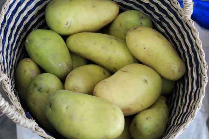 Позеленение клубней картофеля: причины и условия