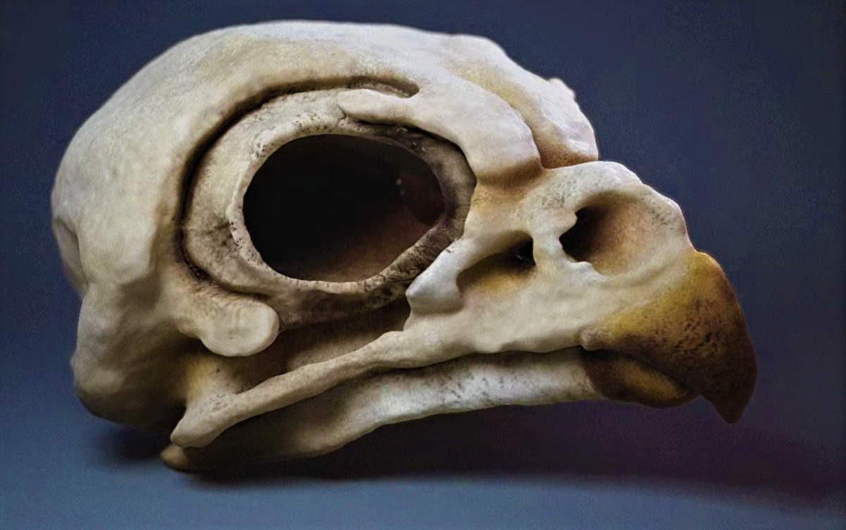 Черепа птиц виды. Череп Совы референс. Череп птицы. Птичий череп. Совиный череп