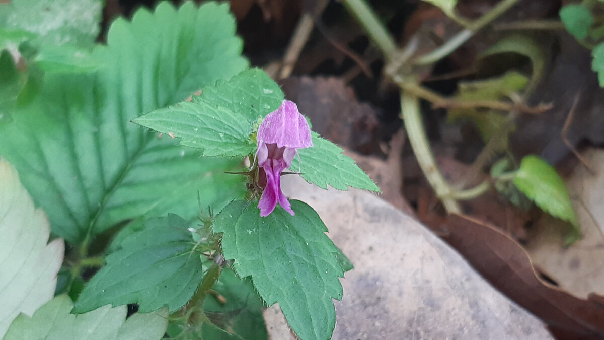 последний цветок, который я видела в этом году. Фото сделано 30 октября