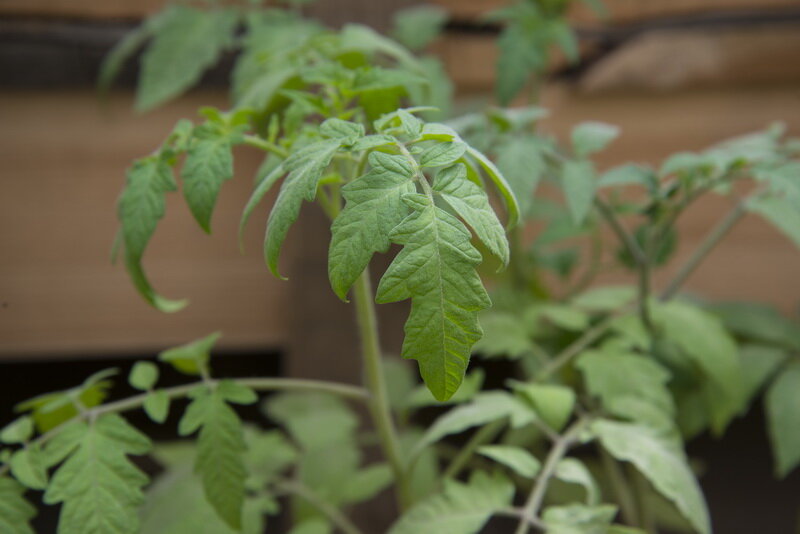 Рассада томатов. Иллюстрация для статьи используется по стандартной лицензии ©dachnyedela.ru