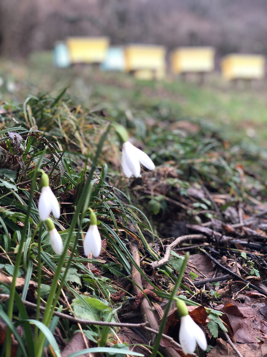 В нашей ограде распустились подснежники 