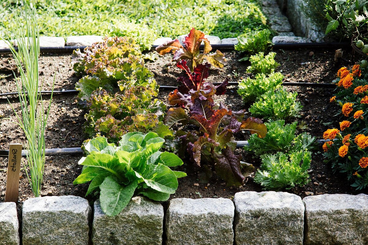 Овощеводство дома может быть способом сэкономить деньги, пока вы находитесь ближе к природе. Выращивание помидоров и других любимых овощей или трав из семян может сэкономить вам еще больше денег. Вы также обнаружите, что вкус и текстура продуктов, выращенных в саду, даже лучше, чем те, которые вы привыкли находить в продуктовом магазине. Кроме того, уход за огородом считается упражнением! Воспользуйтесь этими советами и рекомендациями, чтобы ваш огород дал хороший старт.