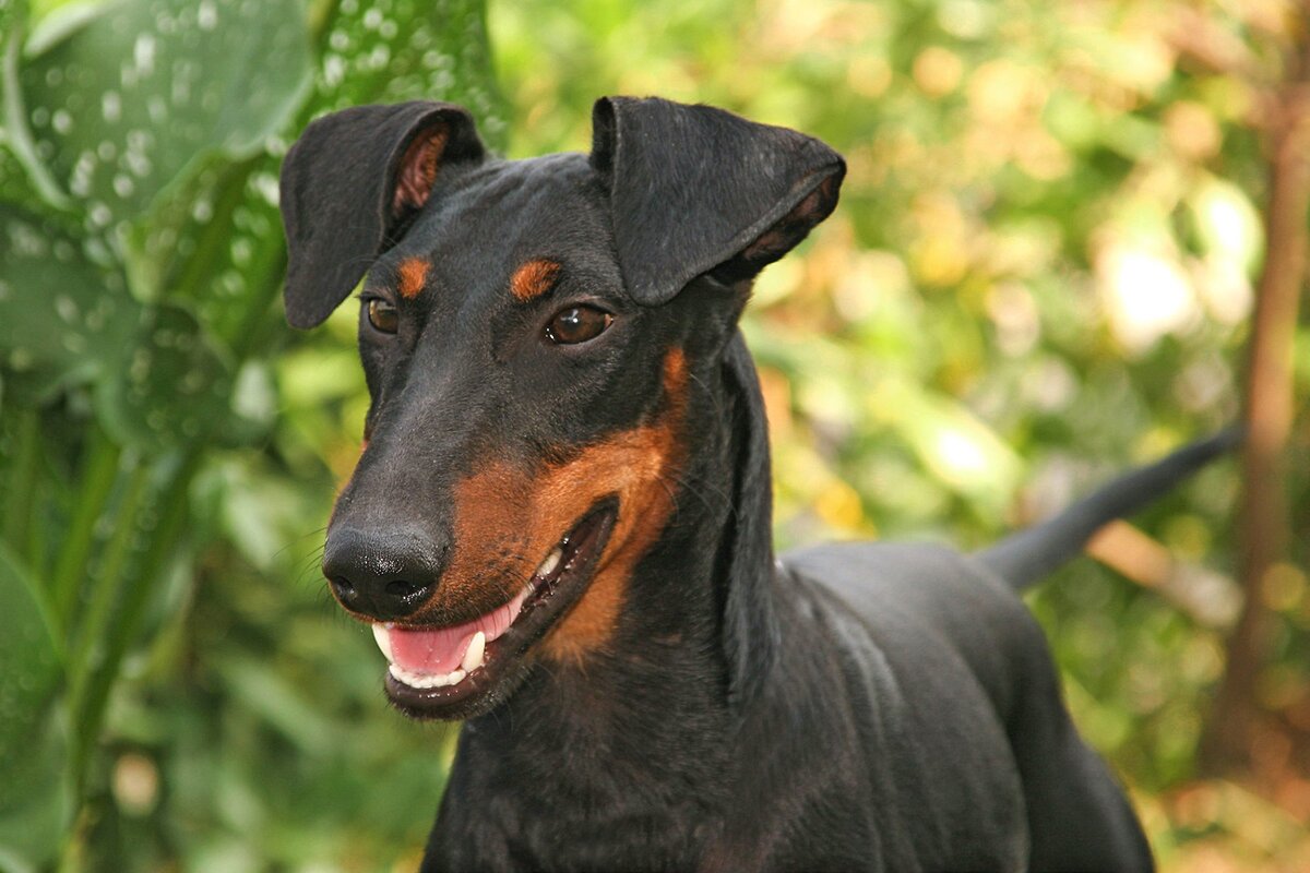 Манчестерский терьер (Фото: https://www.dailypaws.com/dogs-puppies/dog-breeds/manchester-terrier)