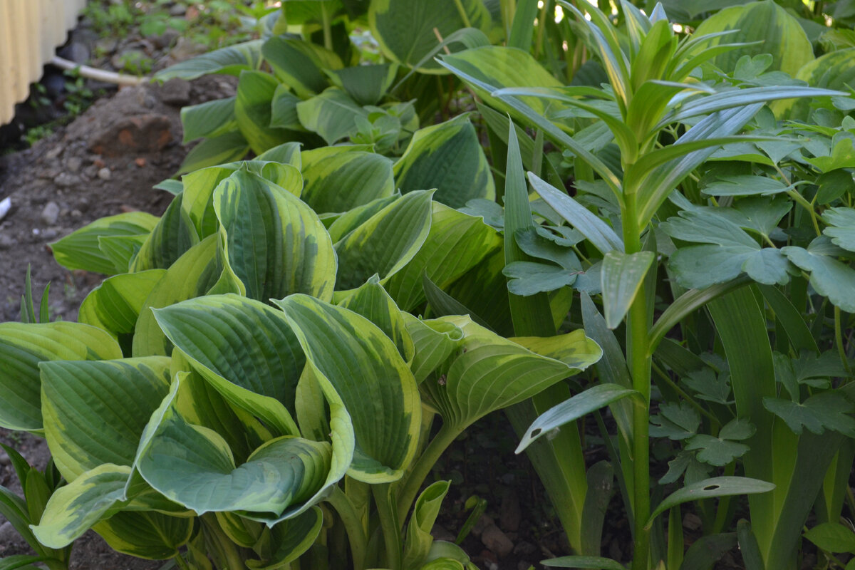 хоста в тени