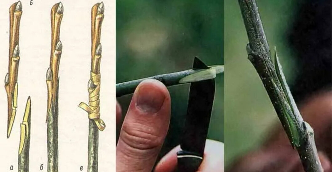 Время окулировки. Время окулировки. Окулировка. Время окулировки. Прививка яблони камбий.