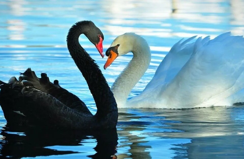 Какие красивее, черные или белые?