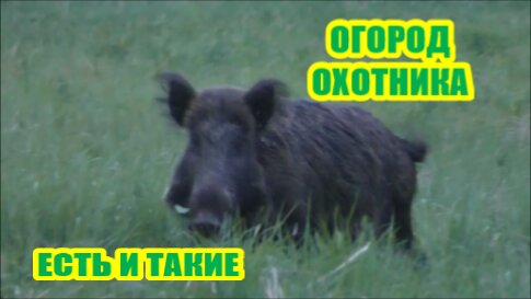 ОХОТНИЧИЙ ОГОРОД