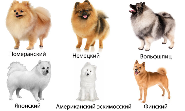 Как выглядят собаки цвета Откуда взялся шпиц? Марсель - пушистое облачко 