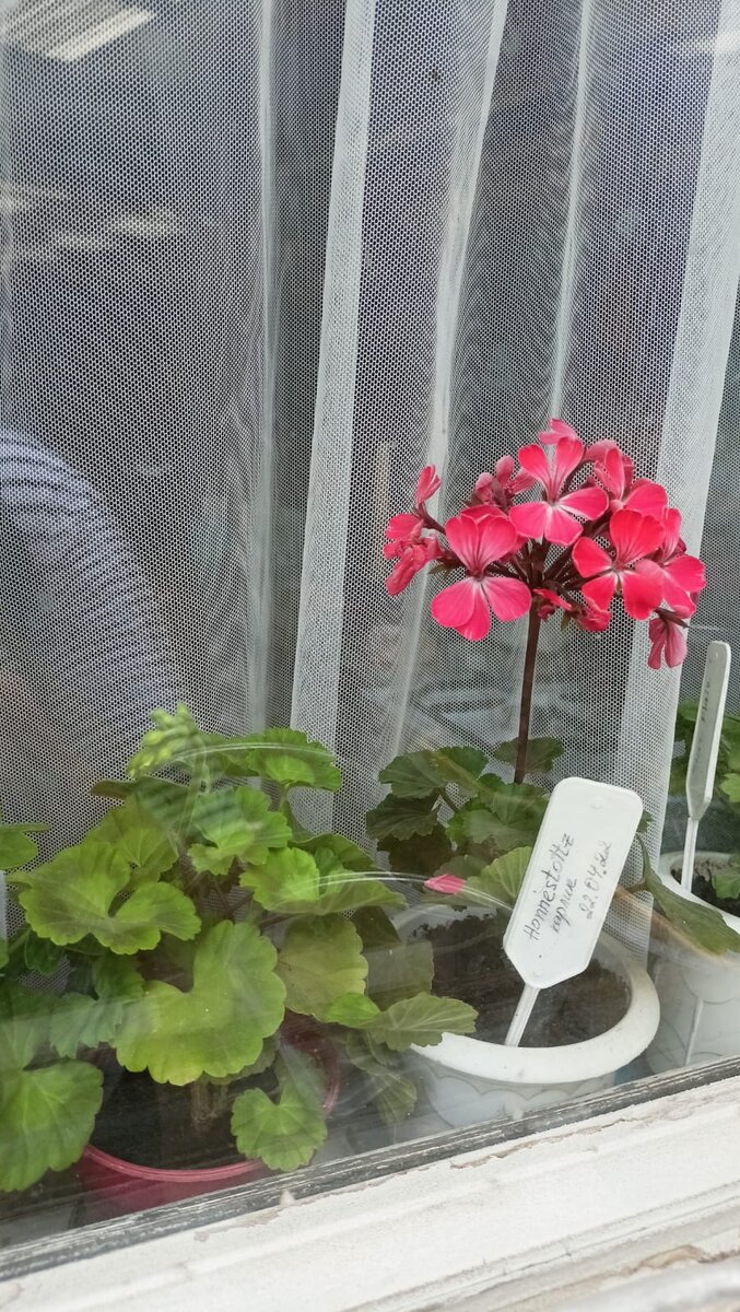 Домашняя геранька очень карликового сорта "Хоннестольц". 