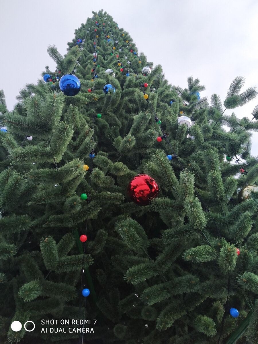 История новогоднего дерева – от древних времен до наших дней