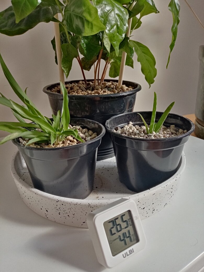 Ну а это моя новая приблуда - термометр/гигрометр. Очень нужная и важная штукенция в арсенале цветовода. По факту, надо бы по одной в каждую комнату. Фото автора.