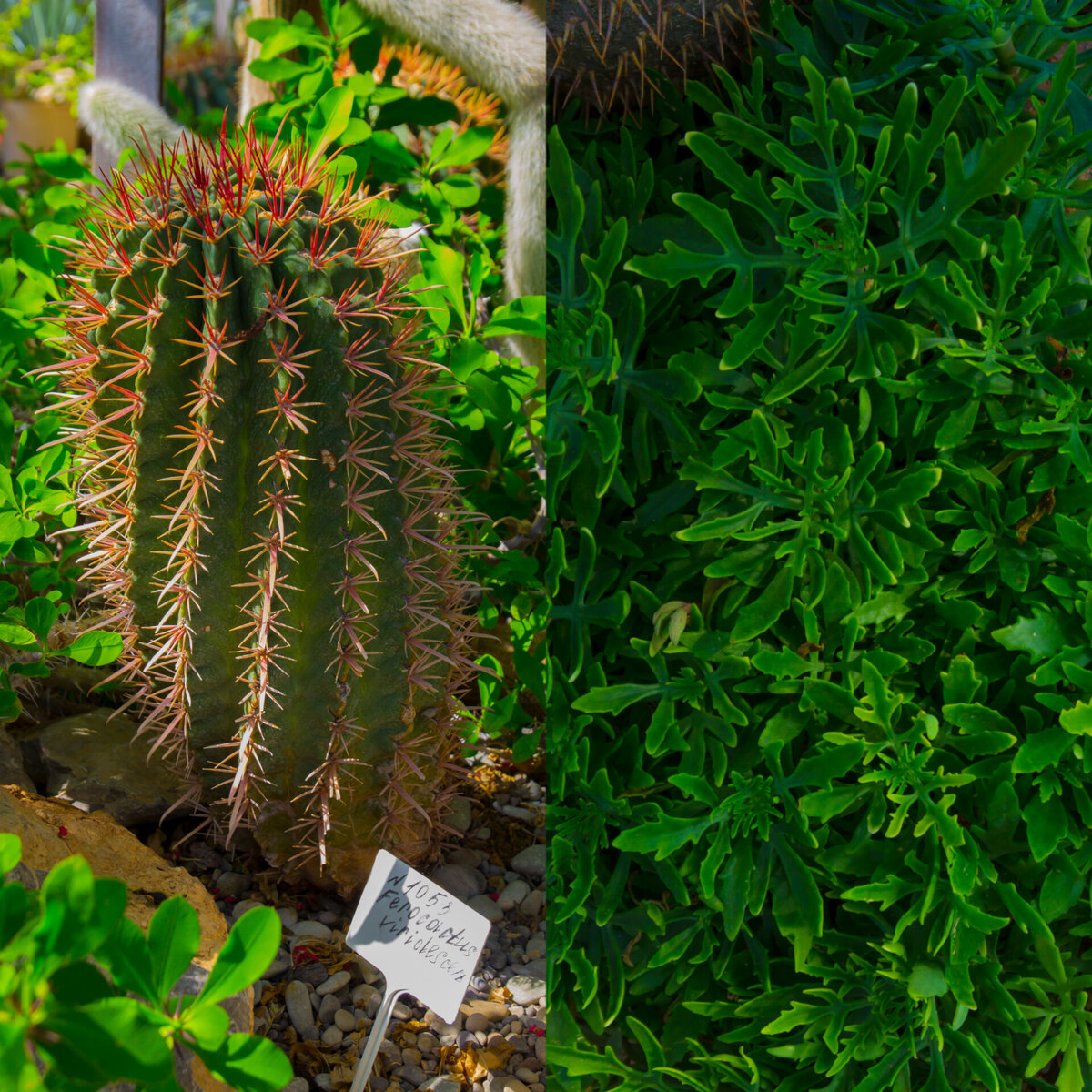 красный мексиканский кактус и подвид алоэ с узорчатыми листьями