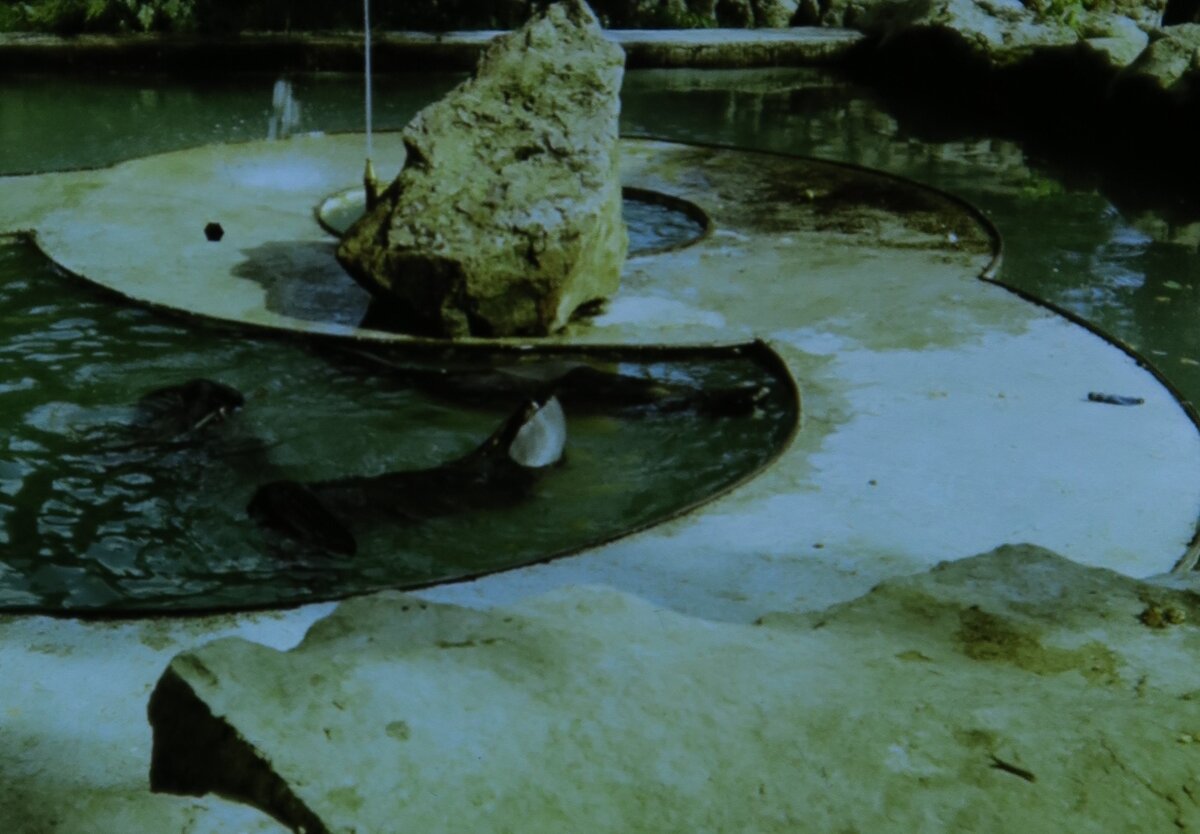 Ташкент. Старый зоопарк. 1990 год.