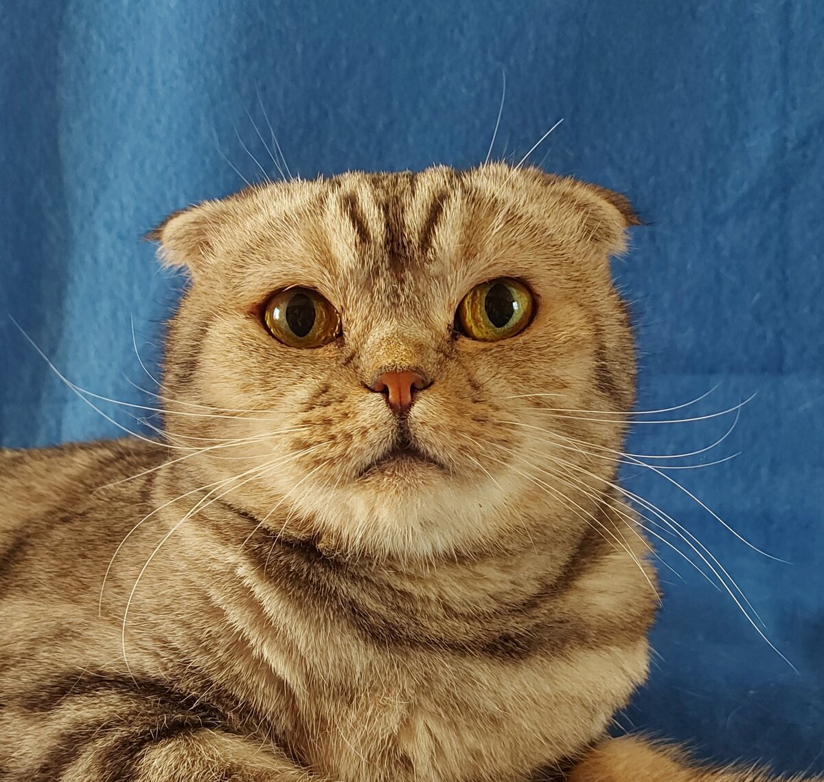 кошечка Плюша, 6 лет, котодом Мурмурния