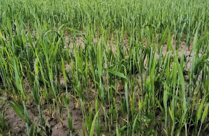    Семена озимой пшеницы для американских фермеров подорожали на 15-30 процентов