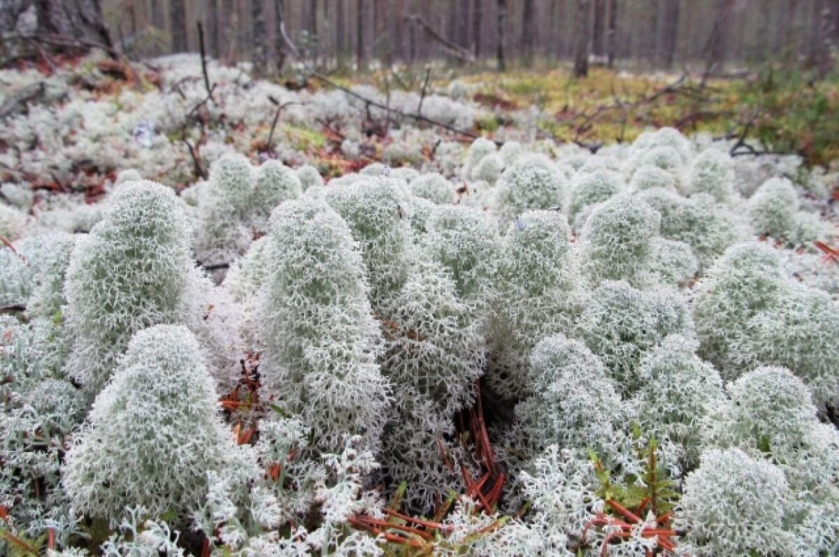    Жители Новосибирска похвастались богатым урожаем грибов в октябре
