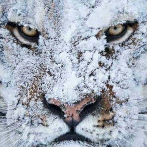 Порядочность по тИгру