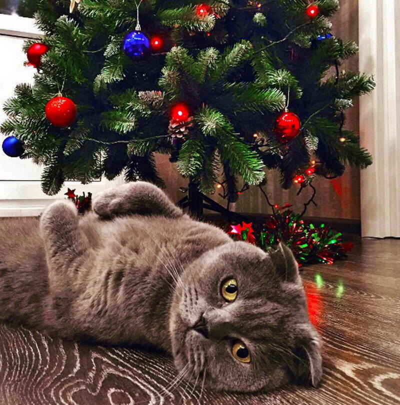 Новогодние ёлочки очень привлекательны для кошек — эта вещь похожа сразу и на когтеточку, и на игровой комплекс. Блестящие игрушки только раззадоривают пушистых проказников, и они с радостью нападают на несчастное дерево.