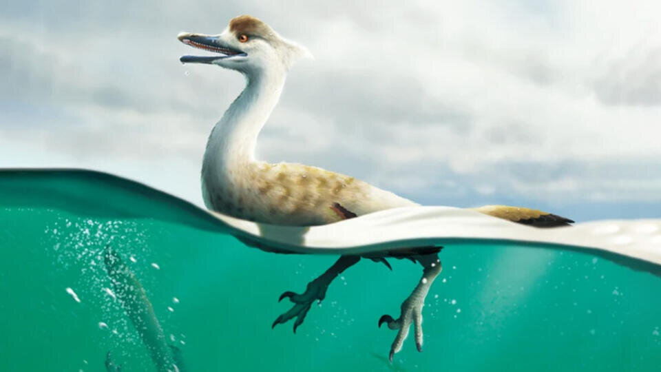 Фото: © nature.com