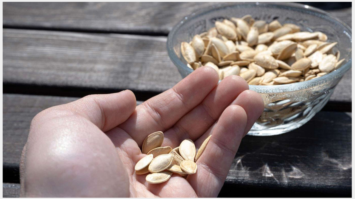  Знаете ли вы о пользе употребления тыквенных семечек, которые являются богатым источником клетчатки, перед сном в течение ночи... Здесь мы их перечисляем.