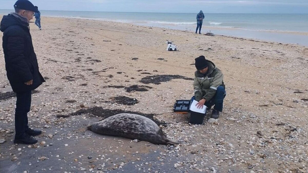 тюлени в каспийском море