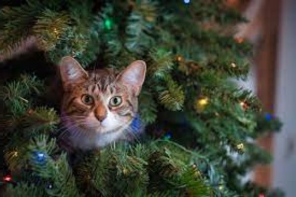 «На Новый год кошкам стоит дарить лакомство, специальные конфетки и колбаски, но не увлекаться.-2