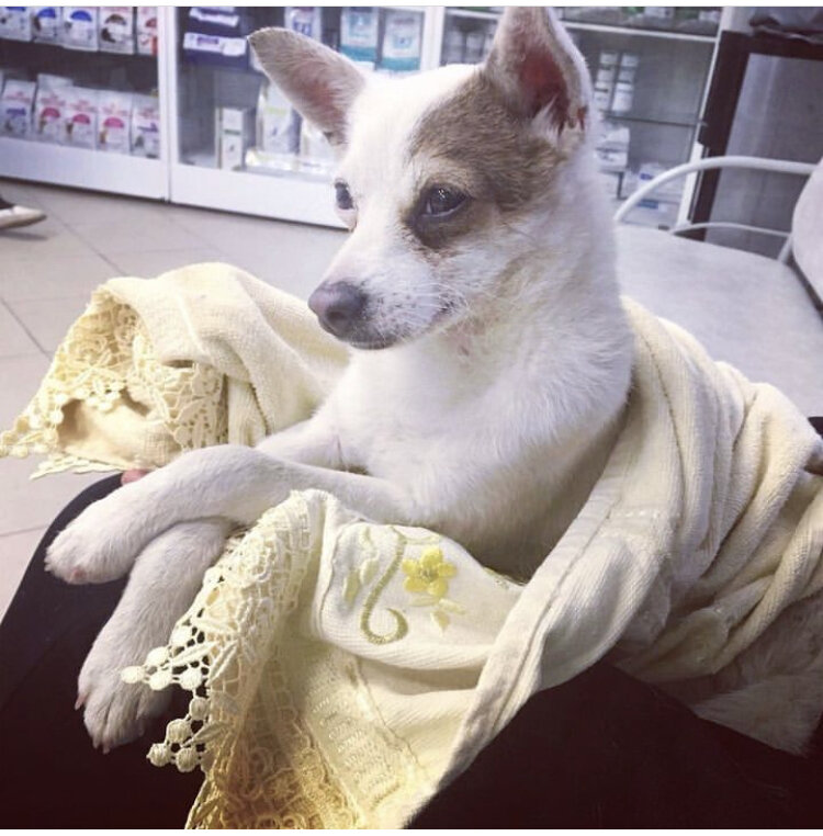 Кадр из моего личного архива. Лаки в день нашей встречи 