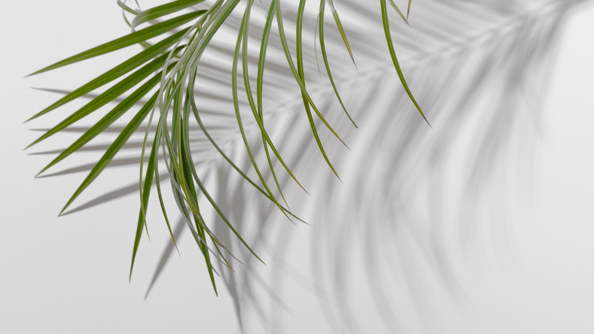 shadow of a palm-tree branch - разговорный Английский