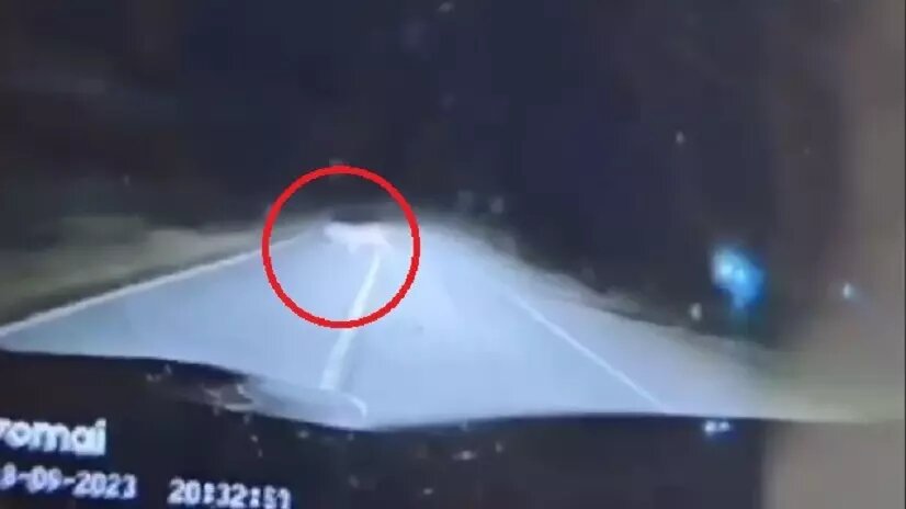     В Хасанском округе Приморья вновь увидели тигра. На этот раз — в районе села Цуканово. Автор видео даже не отреагировал на появление полосатого.