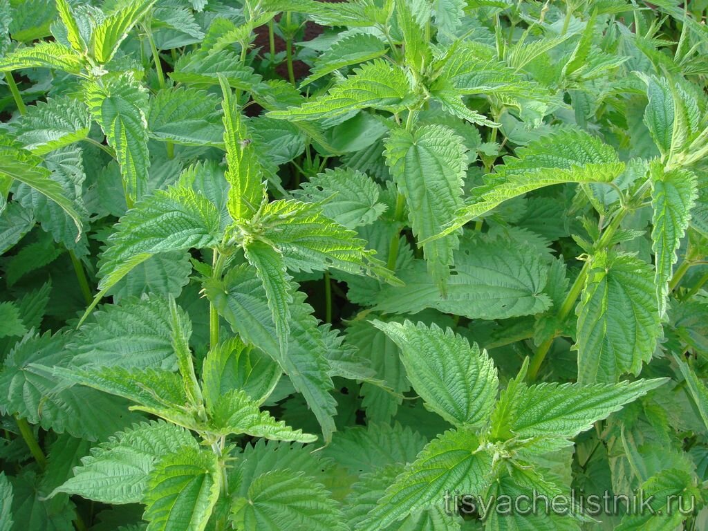 Изображение взято с сайта: tisyachelistnik.ru